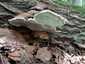 Deres tapló (Ganoderma applanatum), Őrség
